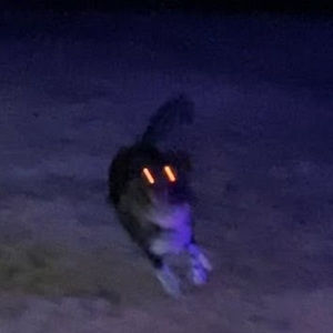 Meet your Posher, Zoe